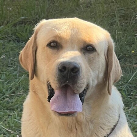 Sunny Shade Golden Celebration
